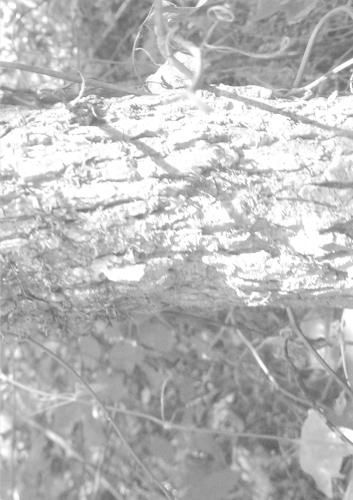 Cover image for Veil