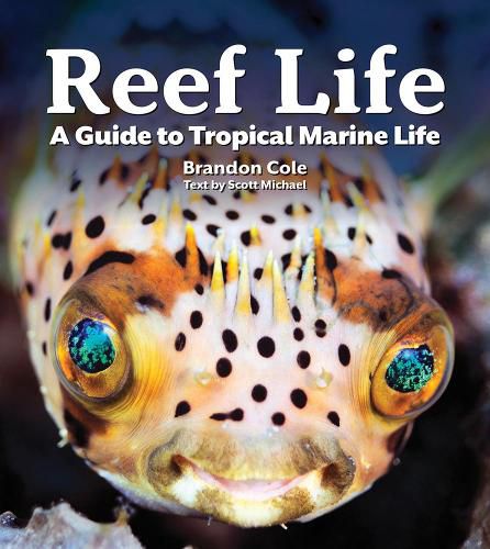 Reef Life: A Guide to Tropical Marine Life