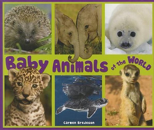 Baby Animals of the World