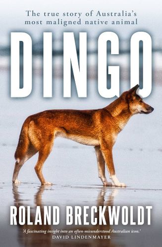 Cover image for Dingo