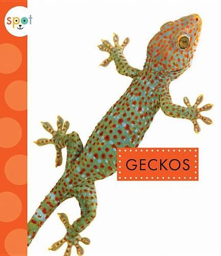 Cover image for Geckos