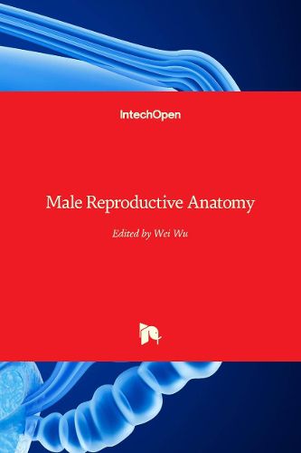 Cover image for Male Reproductive Anatomy