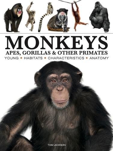 Cover image for Monkeys