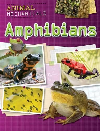 Cover image for Amphibians
