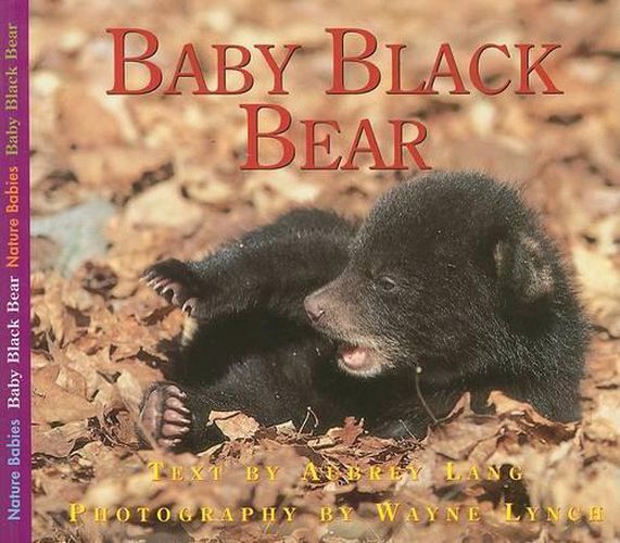 Cover image for Baby Black Bear