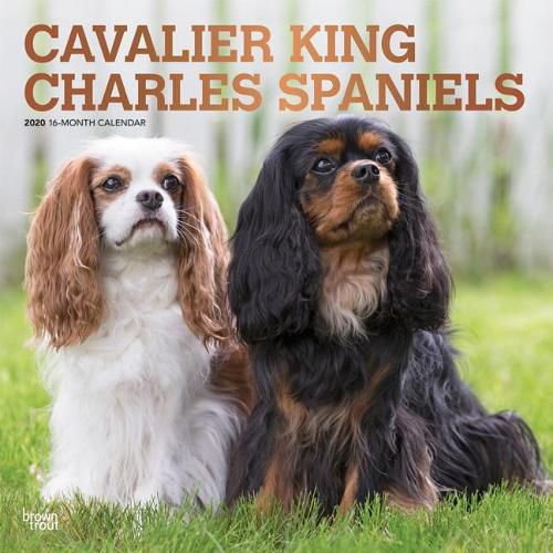 Cavalier King Charles Spaniels 2020 Square Wall Calendar