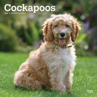 Cover image for Cockapoos 2020 Square Wall Calendar