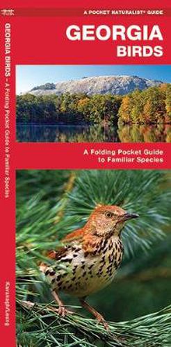 Cover image for Georgia Birds: A Folding Pocket Guide to Familiar Species