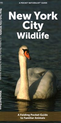 Cover image for New York City Wildlife: A Folding Pocket Guide to Familiar Animals