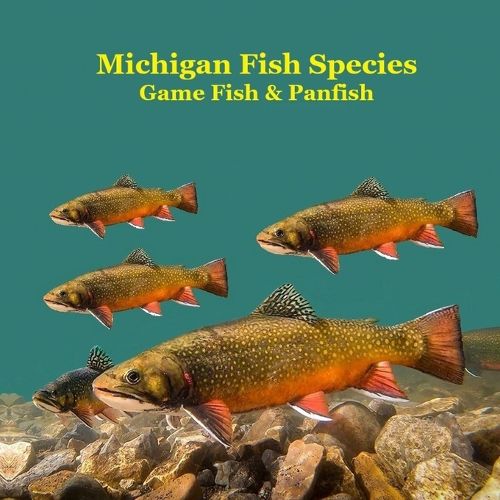 Cover image for Michigan Game Fish and Panfish Species Kids Book