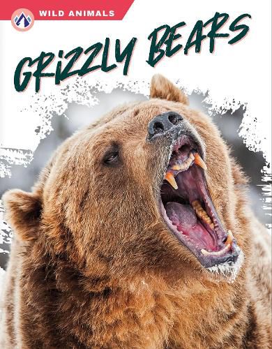 Cover image for Grizzly Bears