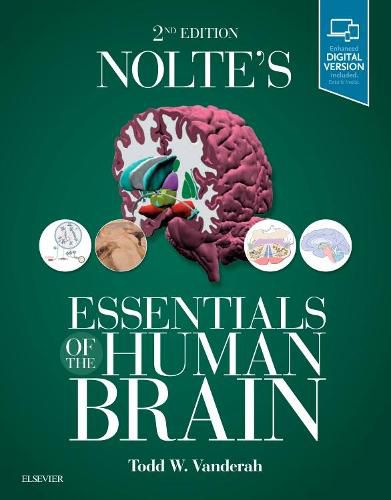 Cover image for Nolte's Essentials of the Human Brain