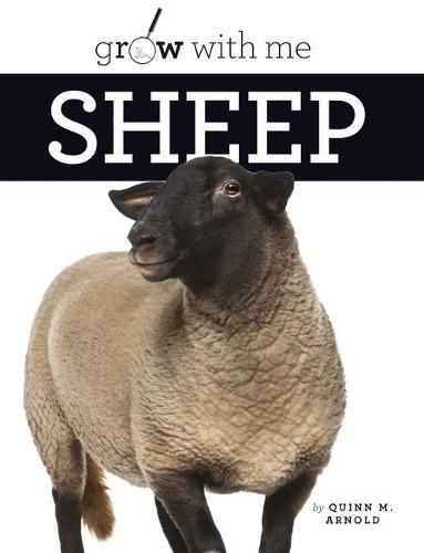 Cover image for Sheep
