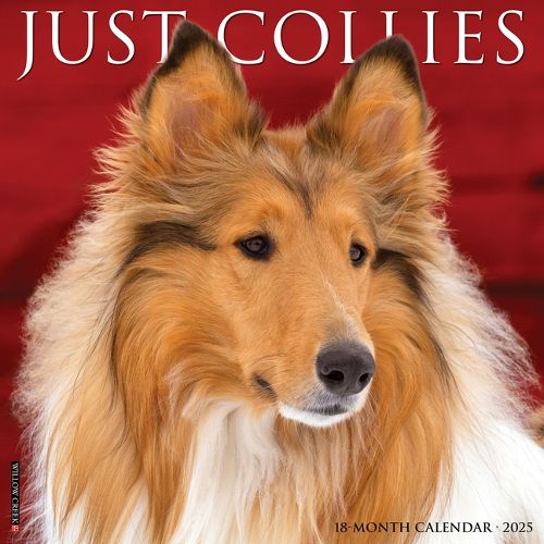 Cover image for Collies 2026 12 X 12 Wall Calendar