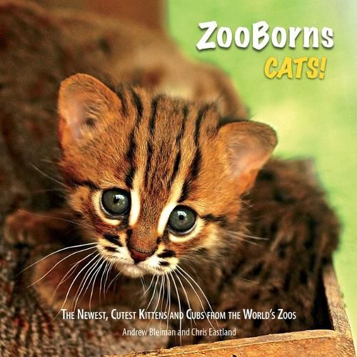 Cover image for ZooBorns Cats!