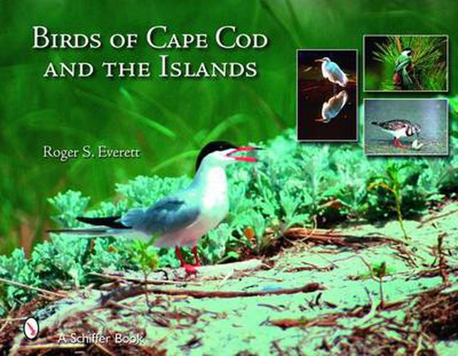 Cover image for Birds of Cape Cod & The Islands
