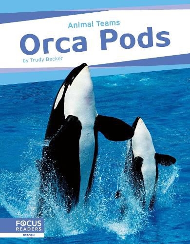 Animal Teams: Orca Pods