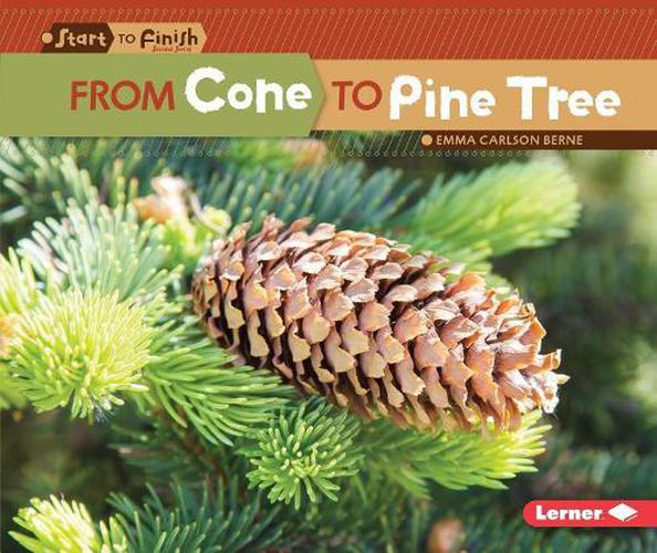 Cover image for From Cone to Pine Tree