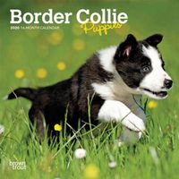 Cover image for Border Collie Puppies 2020 Mini Wall Calendar