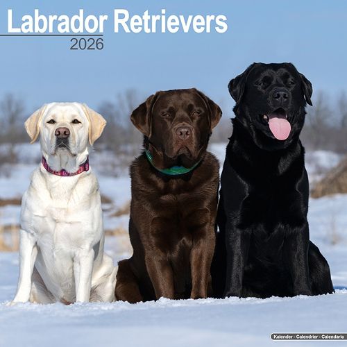 Cover image for Labrador Retrievers (Mixed) Calendar 2026 Square Dog Breed Wall Calendar - 16 Month