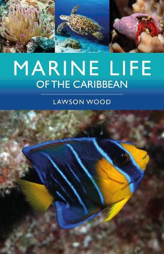 Cover image for Marine Life of the Caribbean
