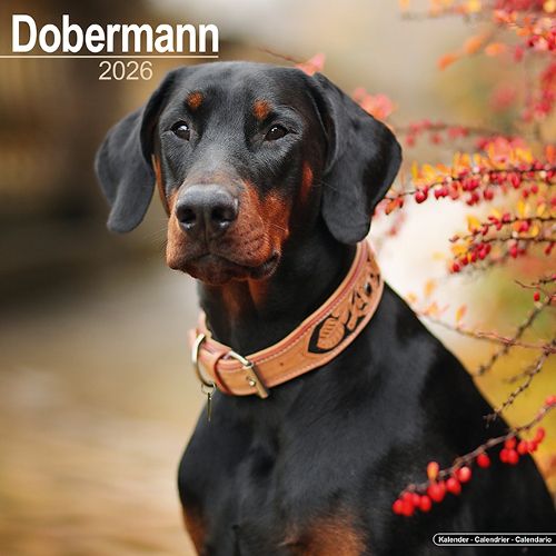Cover image for Dobermann (Euro) Calendar 2026 Square Dog Breed Wall Calendar - 16 Month