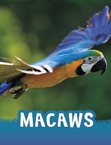 Cover image for Macaws