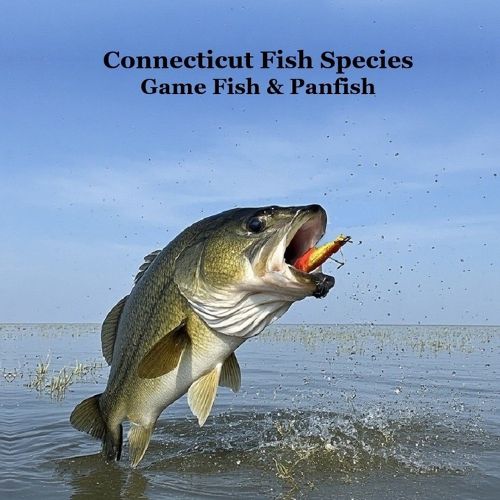 Cover image for Connecticut Game Fish and Panfish Species Kids Book