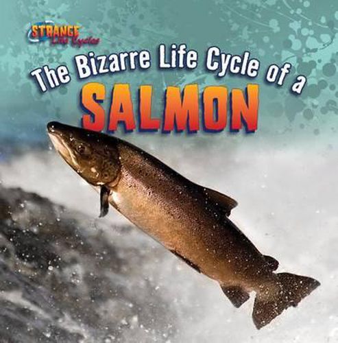 Cover image for The Bizarre Life Cycle of a Salmon