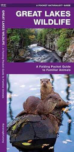 Cover image for Great Lakes Wildlife: A Folding Pocket Guide to Familiar Species