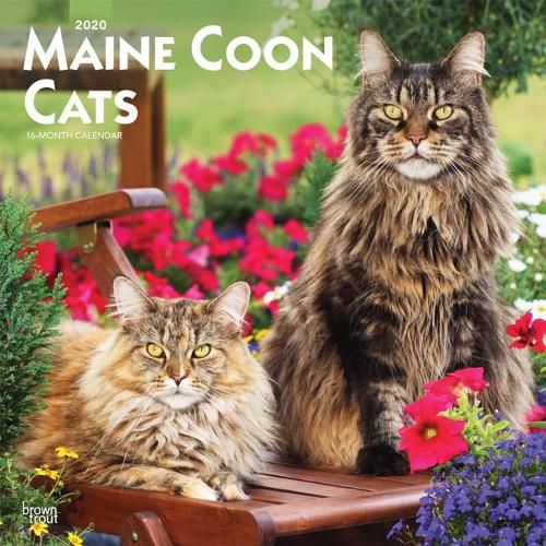 Maine Coon Cats 2020 Square Wall Calendar