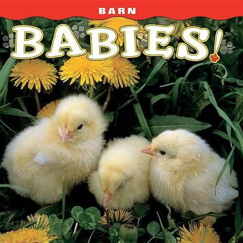 Cover image for Barn Babies!