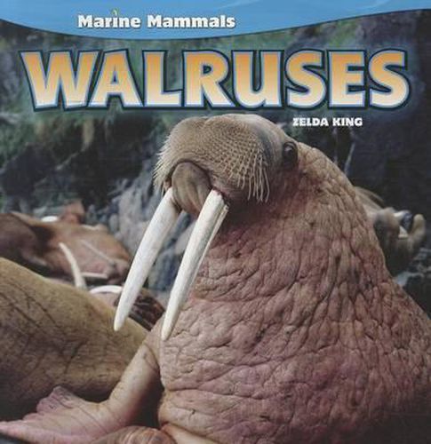 Cover image for Walruses