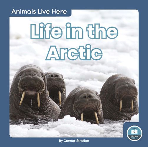 Cover image for Animals Live Here: Life in the Arctic