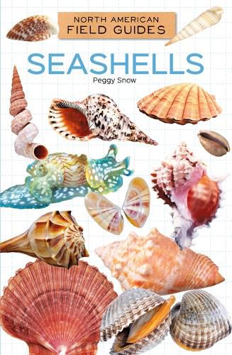 Cover image for Seashells