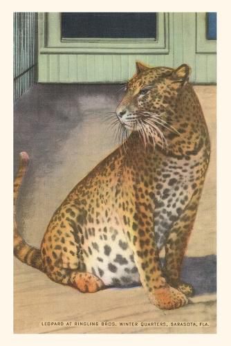 Cover image for Vintage Journal Leopard, Sarasota, Florida