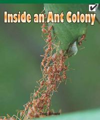 Cover image for Inside an Ant Colony