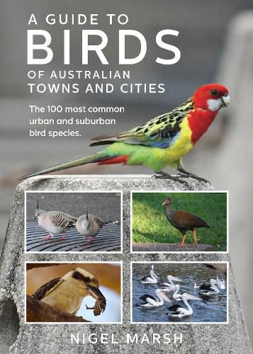 Cover image for A Guide to Birds of Australian Towns and CIties
