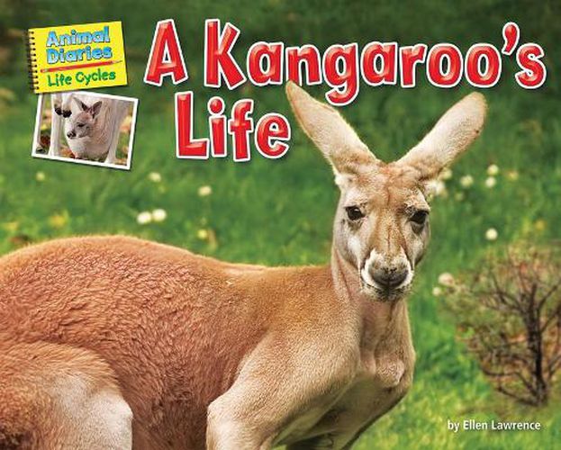 Cover image for A Kangaroo's Life