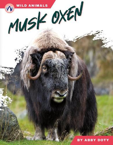 Cover image for Musk Oxen