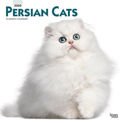 Persian Cats 2020 Square Wall Calendar