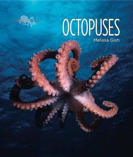 Cover image for Octopuses