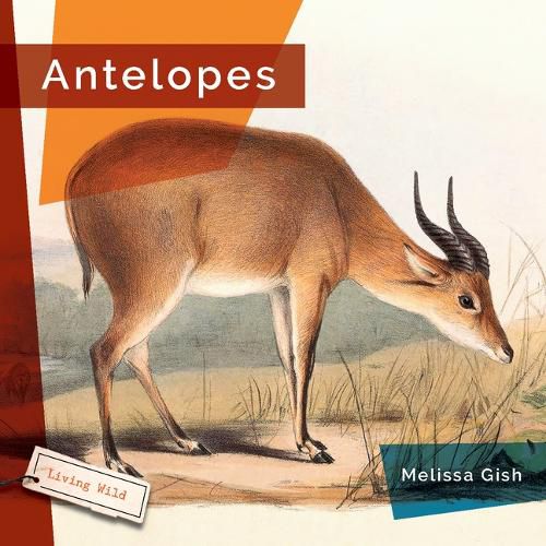 Antelopes