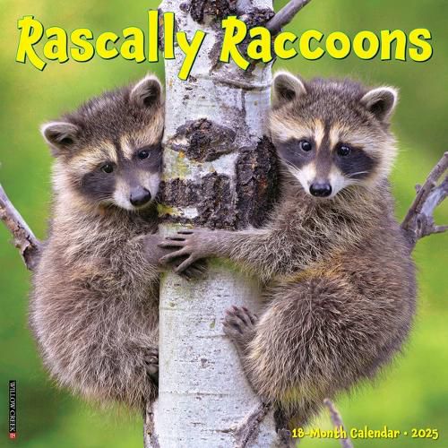 Cover image for Rascally Raccoons 2026 12 X 12 Wall Calendar