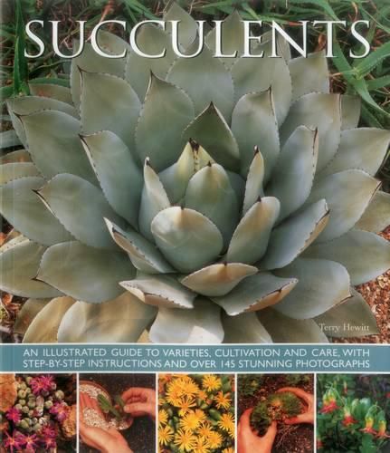 Cover image for Succulents
