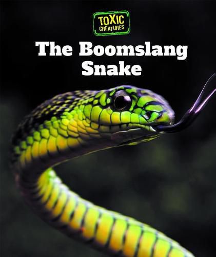 The Boomslang Snake