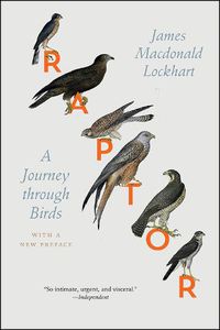 Cover image for Raptor: A Journey Through Birds