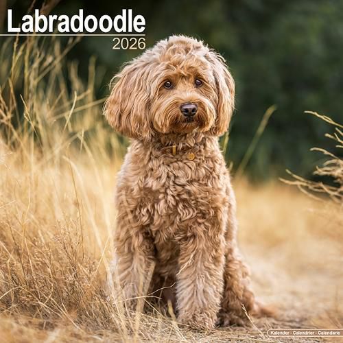Cover image for Labradoodle Calendar 2026 Square Dog Breed Wall Calendar - 16 Month
