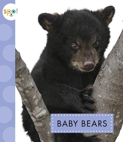 Cover image for Baby Bears