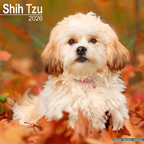 Cover image for Shih Tzu Calendar 2026 Square Dog Breed Wall Calendar - 16 Month